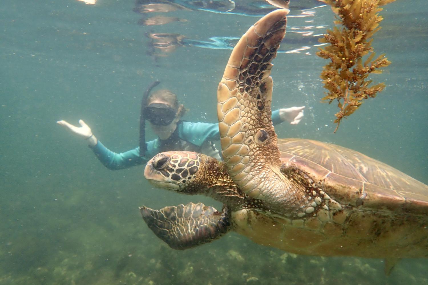 一名<a href='http://xpms.ngskmc-eis.net'>bv伟德ios下载</a>学生在Galápagos群岛游学途中与一只巨龟游泳.